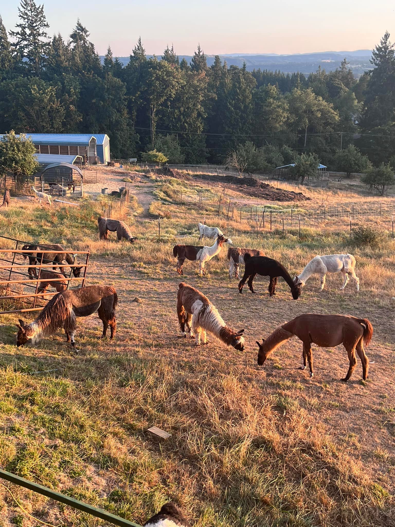 Evergreen Llamas