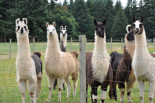 Llamas at Hidden Oaks Llama Ranch